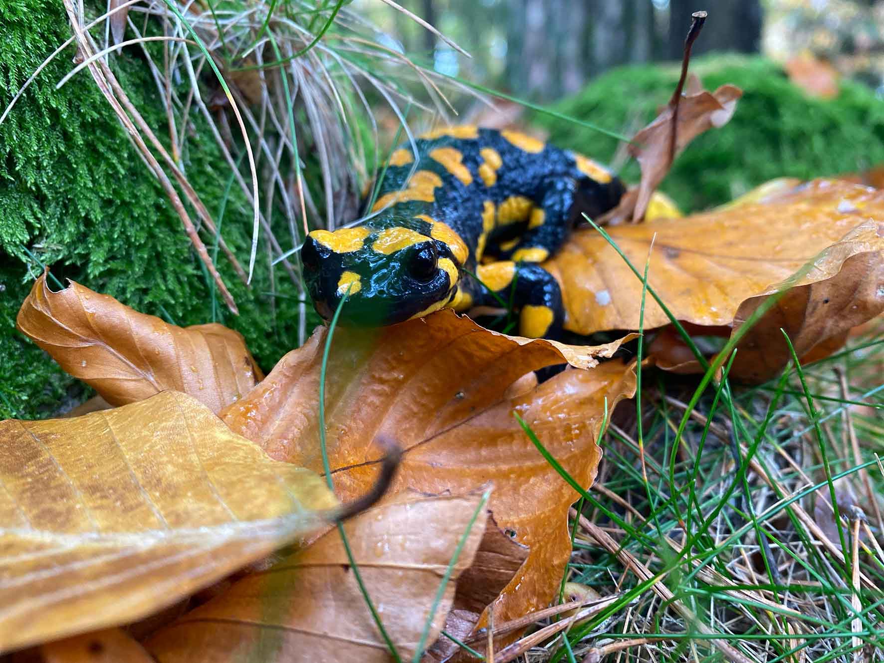 Erster-Fotopreis-Linzer-Wildnis_Salamander_web.jpg