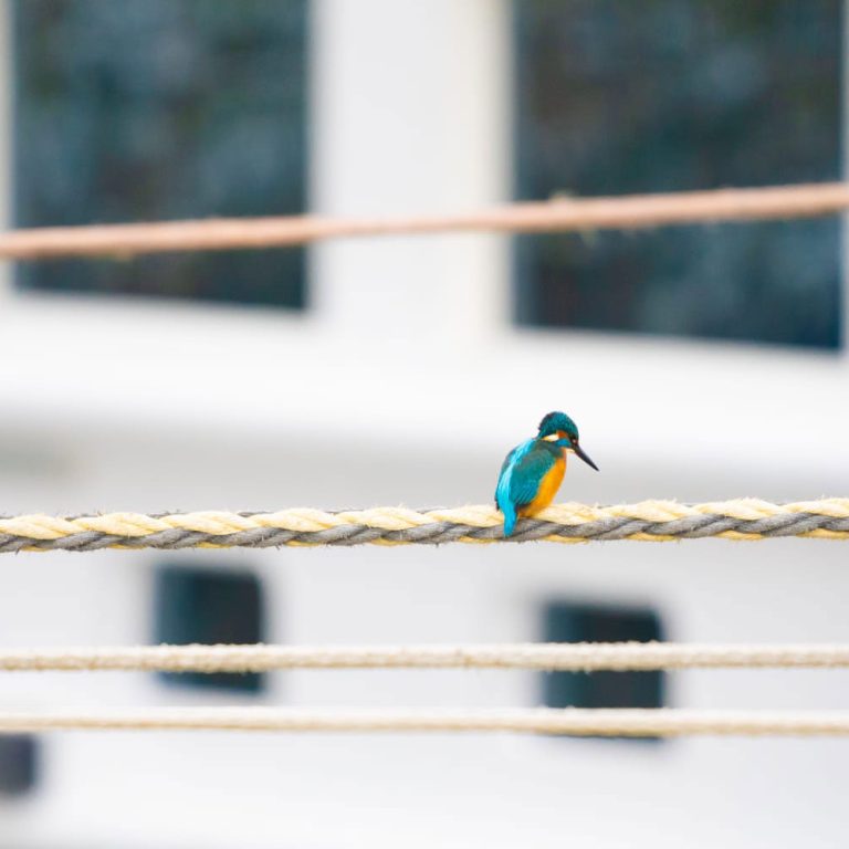 web_B_1_Stadt_Eisvogel.jpg