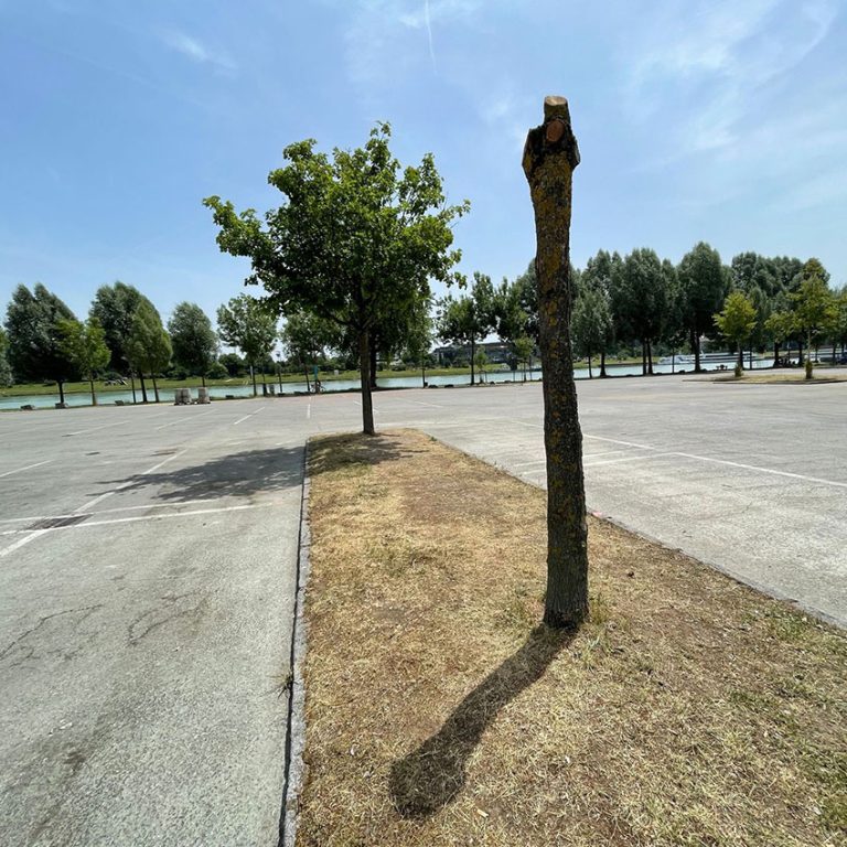 Lido_Baum_Titel_web.jpg