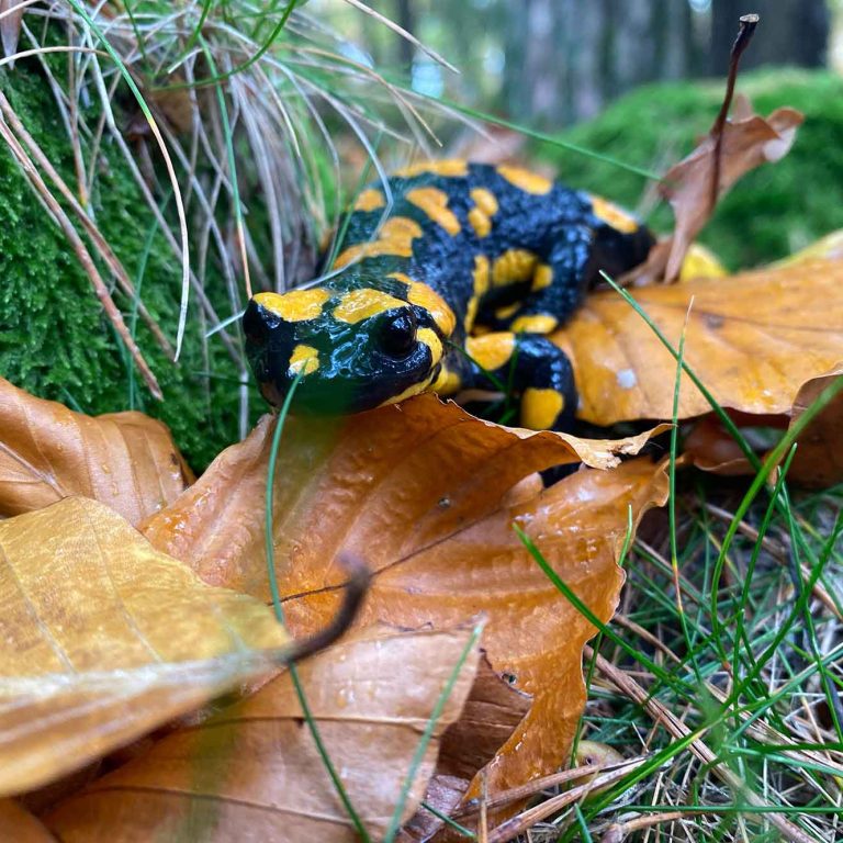 Erster-Fotopreis-Linzer-Wildnis_Salamander_web.jpg