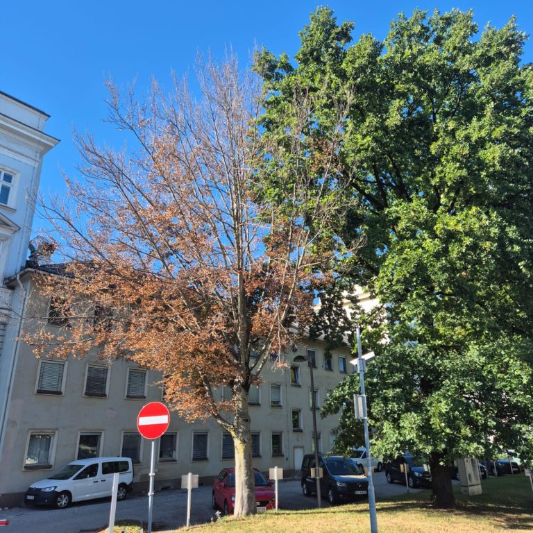 linz_02